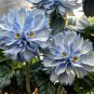 Big face flower 50 Seeds color blue