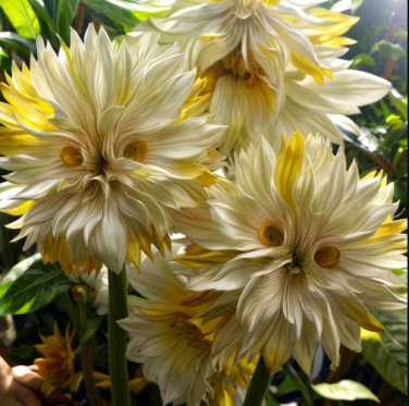 Big face flower 50 Seeds color yellow