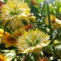 Big face flower 50 Seeds color yellow