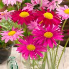 200 Chrysanthemum Robinson's Mix Seeds