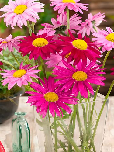 200 Chrysanthemum Robinson's Mix Seeds