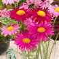 200 Chrysanthemum Robinson's Mix Seeds