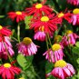 200 Chrysanthemum Robinson's Mix Seeds