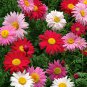 200 Chrysanthemum Robinson's Mix Seeds