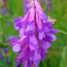 100 Purple Hairy Vetch Seeds