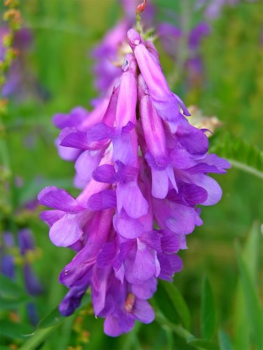 100 Purple Hairy Vetch Seeds