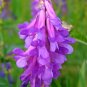 100 Purple Hairy Vetch Seeds