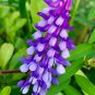 100 Purple Hairy Vetch Seeds