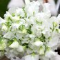 100 White Tall Sweet Pea Seeds