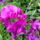 100 Rose Red Tall Sweet Pea Seeds