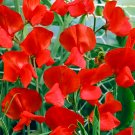 100 Red Tall Sweet Pea Seeds