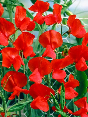 100 Red Tall Sweet Pea Seeds