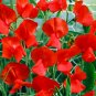 100 Red Tall Sweet Pea Seeds
