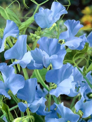 100 Blue Tall Sweet Pea Seeds