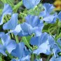 100 Blue Tall Sweet Pea Seeds