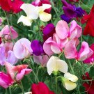 100 Mixed Tall Sweet Pea Seeds