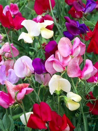 100 Mixed Tall Sweet Pea Seeds