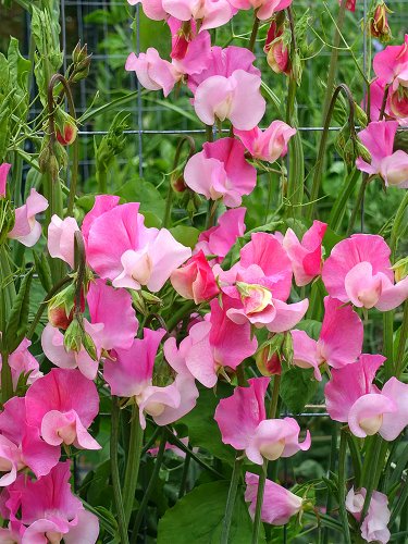 100 Pink Tall Sweet Pea Seeds