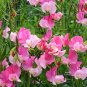 100 Pink Tall Sweet Pea Seeds