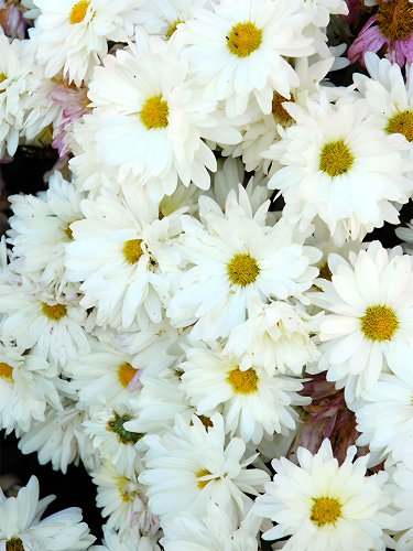 500 White Lar Dual Daisy Seeds