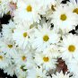500 White Lar Dual Daisy Seeds