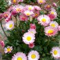 500 Bi-color Mid Dual Daisy Seeds