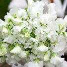 500 White Mid Sing Daisy Seeds