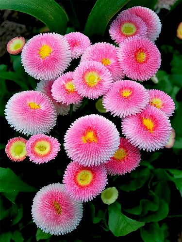 500 Pink Mid Daisy Seeds