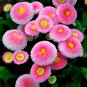 500 Pink Mid Daisy Seeds