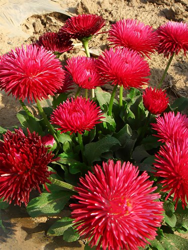 500 Red Lar Daisy Seeds