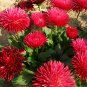 500 Red Lar Daisy Seeds