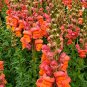 500 Tall Orange Snapdragon Seeds