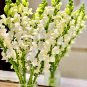 500 Tall White Snapdragon Seeds