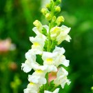 500 Tall White Snapdragon Seeds