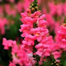 500 Tall Pink Snapdragon Seeds