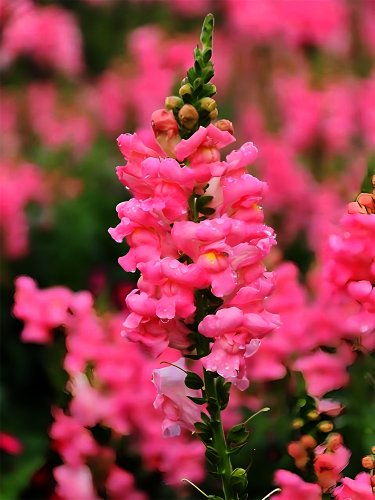 500 Tall Pink Snapdragon Seeds