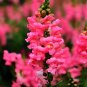 500 Tall Pink Snapdragon Seeds