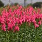 500 Tall Pink Snapdragon Seeds