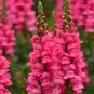 500 Tall Pink Snapdragon Seeds