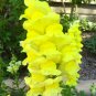 500 Tall Dark Yellow Snapdragon Seeds