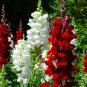 500 Dwarf Snapdragon Mixed Seeds