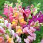 500 Dwarf Snapdragon Mixed Seeds
