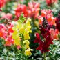 500 Dwarf Snapdragon Mixed Seeds