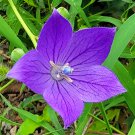 500 Blue Ballon Flower Seeds