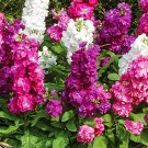 500 Dwarf Matthiola Incana Mixed Seeds