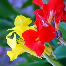 50 Canna Indica Mixed Seeds