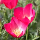200 Eschscholzia californica Seeds ROSE RED
