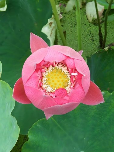 20 Lotus seeds, 'Pink Embroidered Ball' series, Large Spherical Flowers