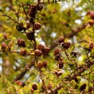 50 Larch Seeds, 'Golden Noodles' Series, Heirloom Larix Tree, Golden-yellow