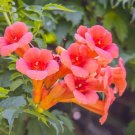 Seeds of Chinese Trumpet Vine - Campsis grandiflora